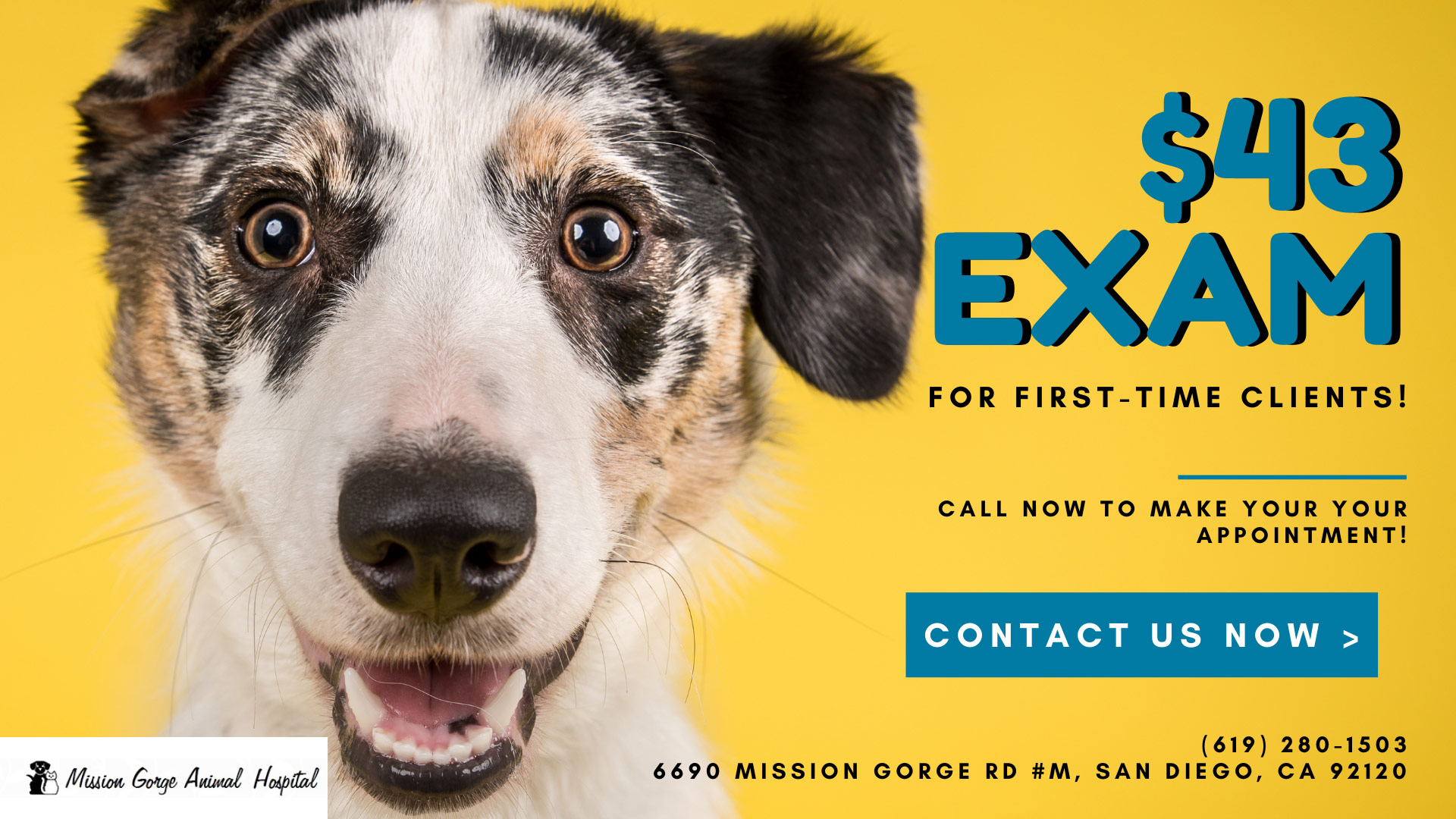 New Clients | Mission Gorge Animal Hospital